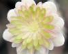 Show product details for Hepatica japonica Beni Hagure